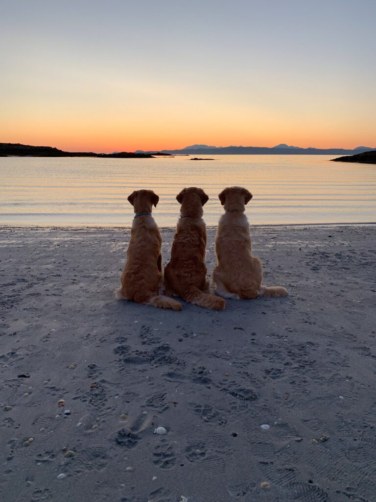 Golden Retriever Hunderasse Familie Mitsan Hohenberg Sonnenuntergang