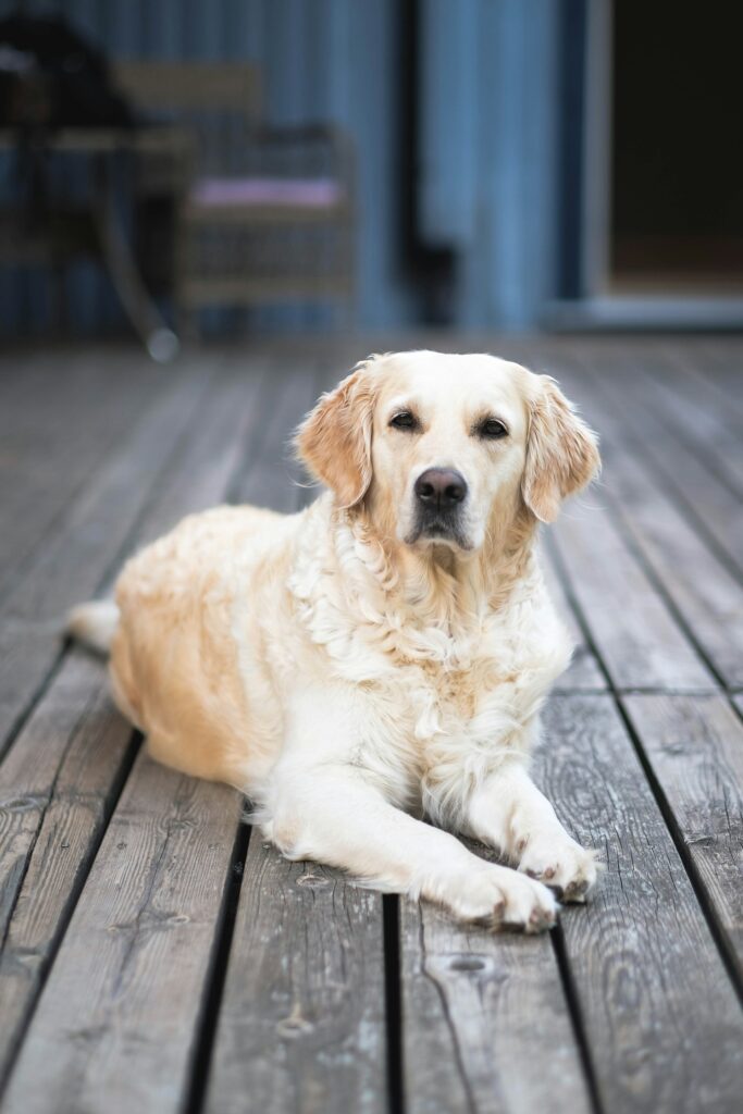 Golden Retriever Hunderasse Familie Mitsan Hohenberg